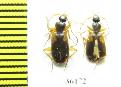 Carabidae sp.  Thailand - INSECTS-STORE.RU