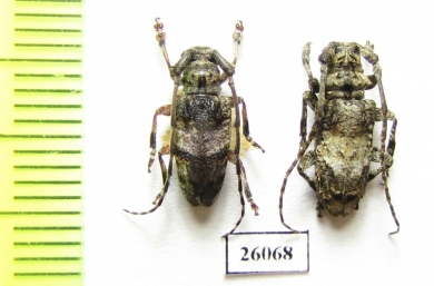 Cerambycidae sp.  South Africa Rep. - INSECTS-STORE.RU