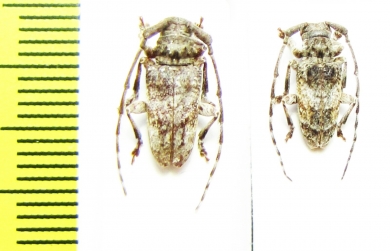 Cerambycidae sp.  Malawi - INSECTS-STORE.RU