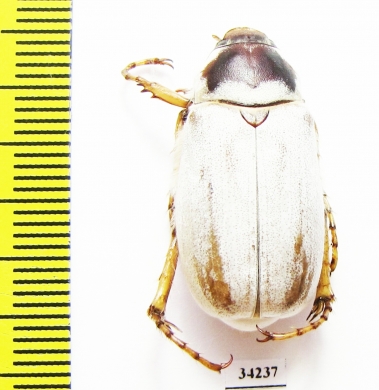 Chioneosoma komarowi nix, male  Uzbekistan - INSECTS-STORE.RU