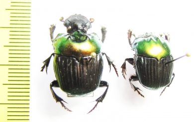Oxysternon silenus, pair  Peru - INSECTS-STORE.RU