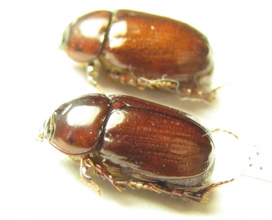 Paranodon coquereli, pair  Madagascar - INSECTS-STORE.RU