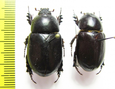 Dynastinae sp.  Bolivia - INSECTS-STORE.RU
