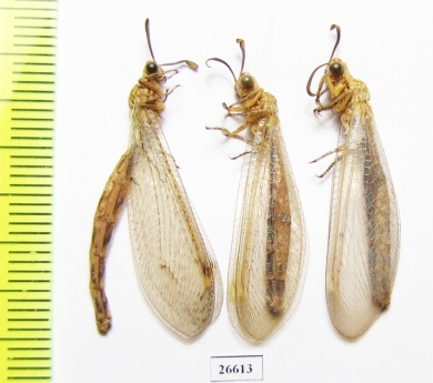 Myrmeleontidae sp.  Tajikistan - INSECTS-STORE.RU