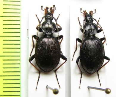 Cychrus attenuatus  Slovenia - INSECTS-STORE.RU