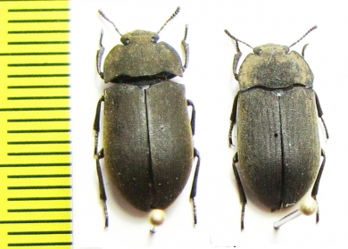 Gonocephalum sp.  India - INSECTS-STORE.RU