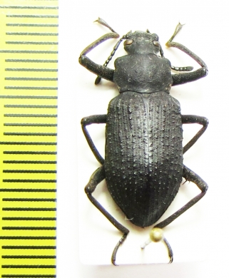 Tenebrionidae sp.  Indonesia, Sumatra - INSECTS-STORE.RU
