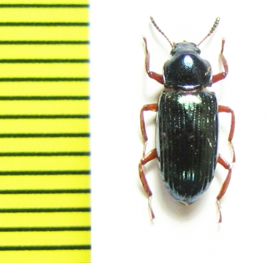 Tenebrionidae sp.  Malaysia, Borneo - INSECTS-STORE.RU