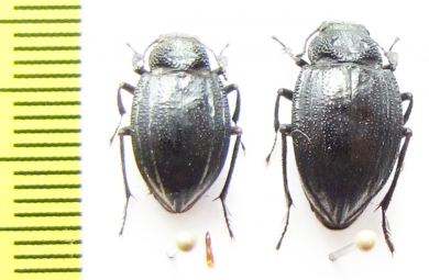 Platyope proctoleuca chinensis, pair  Mongolia - INSECTS-STORE.RU