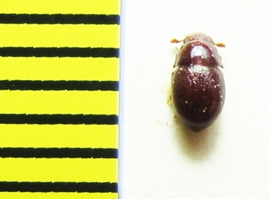 Menimus sp.  China, Hubei prov. - INSECTS-STORE.RU