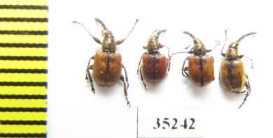 Tatianaerhynchites aequatus  Greece - INSECTS-STORE.RU