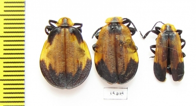 Lycidae sp., pair  South Africa Rep. - INSECTS-STORE.RU