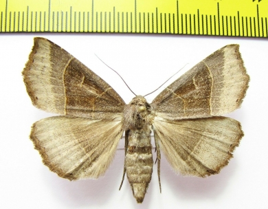 Arytrura subfasciata  Russia, Far East - INSECTS-STORE.RU