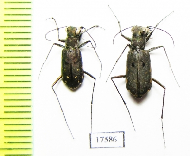 Cicindelinae sp., pair  South Africa Rep. - INSECTS-STORE.RU