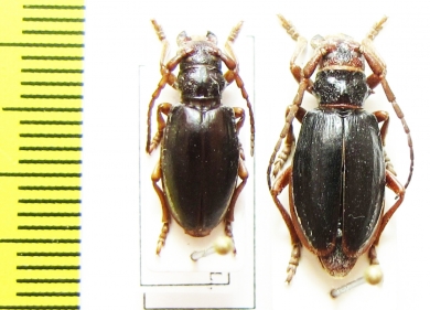 Eodorcadion carinatum involvens  Russia, Irkutsk reg. - INSECTS-STORE.RU