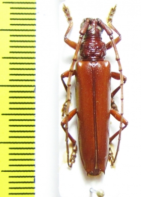 Cerambycidae sp.  Peru - INSECTS-STORE.RU