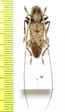 Acalolepta rusticatrix  Malaysia, Borneo - INSECTS-STORE.RU