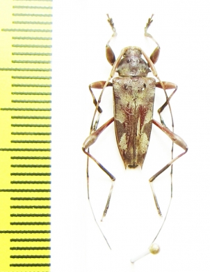 Cerambycidae sp.  Bolivia - INSECTS-STORE.RU