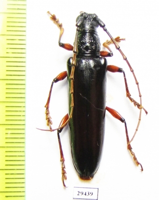 Cerambycidae sp.  Panama - INSECTS-STORE.RU