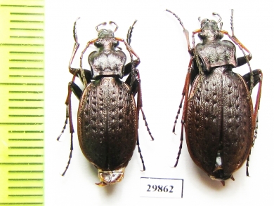 Carabus (Oreocarabus) linnei folgaricus, pair  Italy - INSECTS-STORE.RU