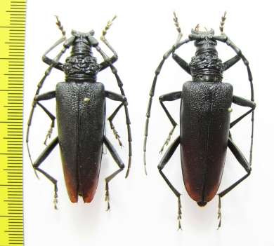 Cerambyx cerdo acuminatus  Russia, Krasnodar reg. - INSECTS-STORE.RU