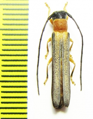 Oberea inclusa  Russia, Far East - INSECTS-STORE.RU