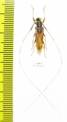 Cerambycidae sp.  China, Yunnan prov. - INSECTS-STORE.RU