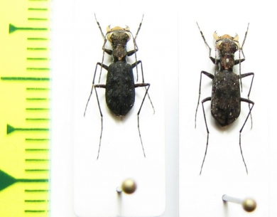Cylindera delavayi  Laos - INSECTS-STORE.RU