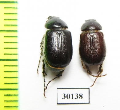 Melolonthinae sp.  Iran, Gilan prov. - INSECTS-STORE.RU