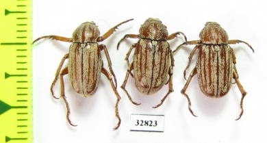 Melolonthinae sp., pair  Honduras - INSECTS-STORE.RU