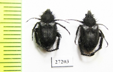 Hopliini sp.  South Africa Rep. - INSECTS-STORE.RU