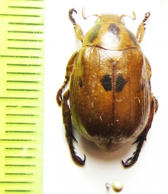 Anomala trivirgata  China, Sichuan prov. - INSECTS-STORE.RU