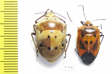 Hemiptera sp.  Ecuador - INSECTS-STORE.RU