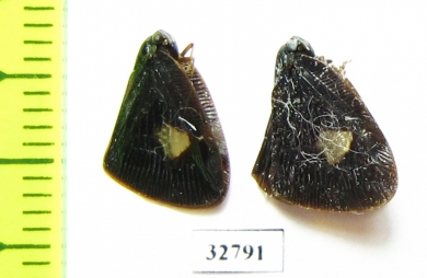 Homoptera sp.  Indonesia, Papua - INSECTS-STORE.RU