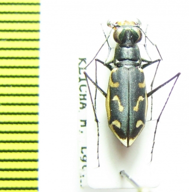 Cicindela macrocnema chevrolati  Costa Rica - INSECTS-STORE.RU