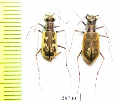 Cephalota chiloleuca, pair  Russia, Astrakhan reg. - INSECTS-STORE.RU