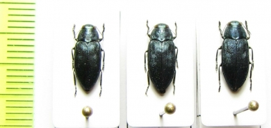 Phaenops cyanea, pair  Russia, Tver reg. - INSECTS-STORE.RU