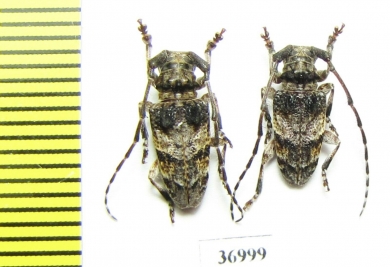 Cerambycidae sp.  South Africa Rep. - INSECTS-STORE.RU