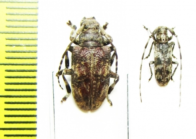 Cerambycidae sp.  Malawi - INSECTS-STORE.RU