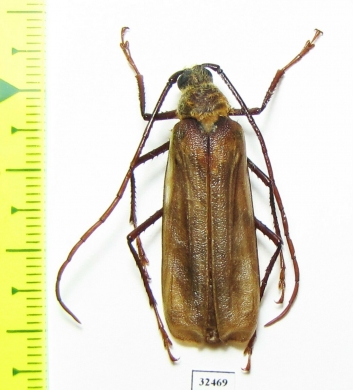 Erioderus sp., male  South Africa Rep. - INSECTS-STORE.RU