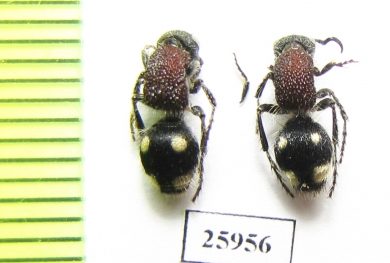 Mutillidae sp.  South Africa Rep. - INSECTS-STORE.RU