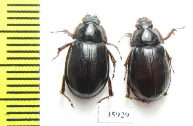 Hybosoridae sp.  Tanzania - INSECTS-STORE.RU