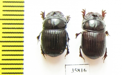 Copris sp., pair  Tanzania - INSECTS-STORE.RU