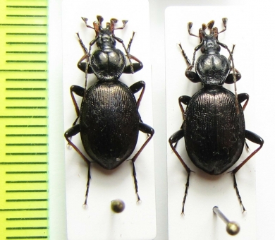 Cychrus attenuatus  Slovenia - INSECTS-STORE.RU