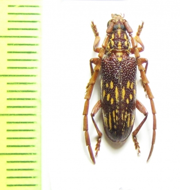 Xoanodera vermiculata  Malaysia, Borneo - INSECTS-STORE.RU