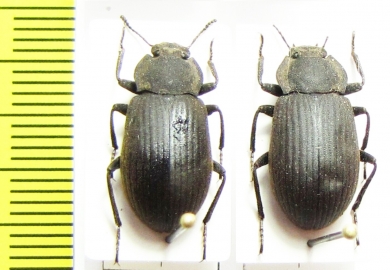 Gonocephalum sp.  India - INSECTS-STORE.RU