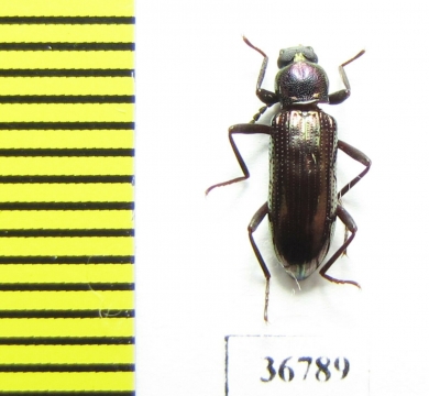 Tenebrionidae sp.  Malaysia, Borneo - INSECTS-STORE.RU