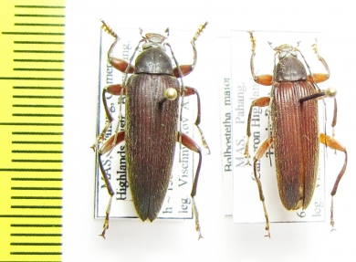 Bolbostetha major  Malaysia - INSECTS-STORE.RU