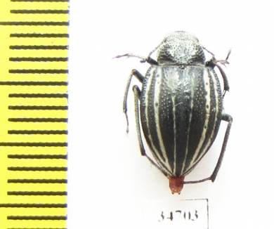 Platyope proctoleuca chinensis  Mongolia - INSECTS-STORE.RU