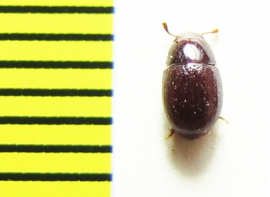 Menimus sp.  China, Sichuan prov. - INSECTS-STORE.RU